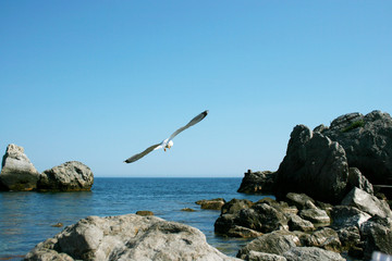 Fototapeta na wymiar White seagull flies on the rocks of a stone beach of the Black Sea