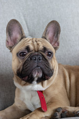 Dog portrait