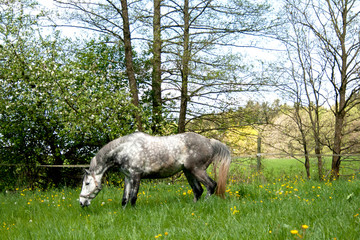 Fototapeta premium Pferd Apfelschimmel frei auf der Wiese
