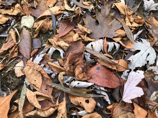 autumn leaves on the ground