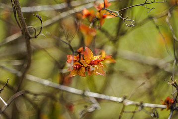 bourgeons d'arbuste de printemps orangé