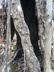 trunk of a hollow tree