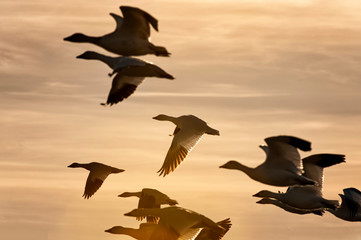 Snow geese in flight   Bosque del Apache   New Mexico © Tom