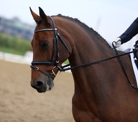  Head shot closeup of a dressage horse during ourdoor competition event