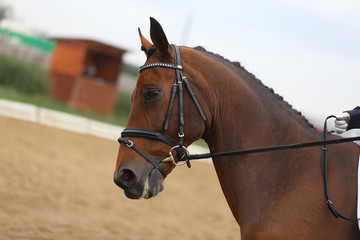 Fototapeta premium Head shot closeup of a dressage horse during ourdoor competition event