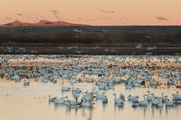 Fototapeta na wymiar Snow geese at Bosque del Apache; New Mexico 