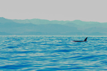 Obraz premium Transient Orca