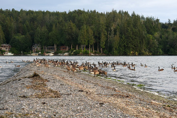 Canada Geese Army