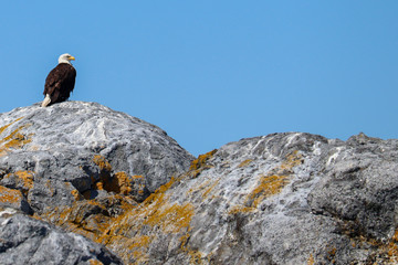 Bald Eagle Looking Out at the Ocean