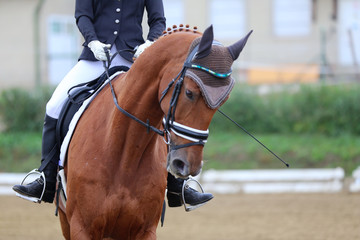  Head shot closeup of a dressage horse during ourdoor competition event