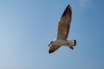 Seagull flying on the sea in Thailand