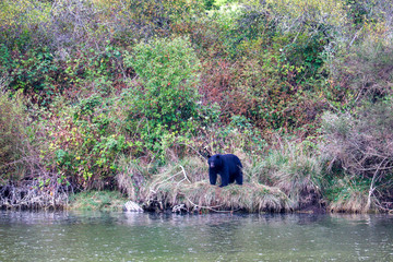 Black Bear Standing Strong