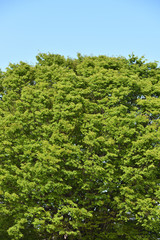 Green tree with copy space of sky