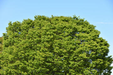 Green tree with copy space of sky