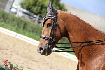 Obraz premium Unknown contestant rides at dressage horse event in riding ground outdoors