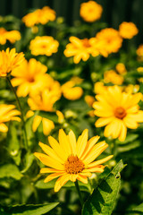 Yellow doronicum flowers background