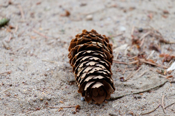 cone pine on sand