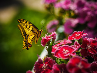 Yellow Butterfly on Flowers Drinking Nectar