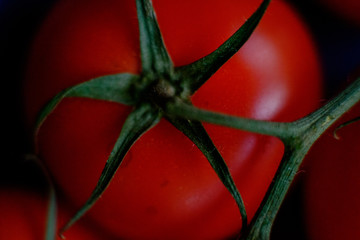 tomato 