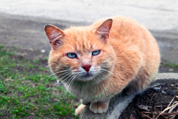 Portrait of a red-headed homeless street cat.