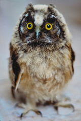 Yellow eyes of owl close up. Photo of an owl in macro photography. Photo of a young bird. The bureaucratic owl. Face of an bird.  Cute owl baby with big yellow eyes. Big yellow eyes. 