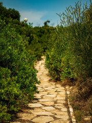 Fototapeta na wymiar Stone Path through Bushes in Mediterranean Summer