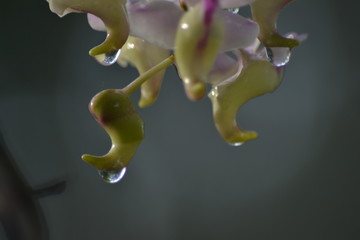 Picture of water droplets from flowers