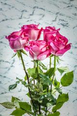 Pink Roses Against White Marble