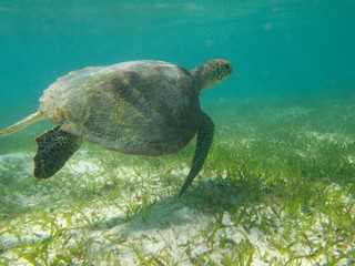 Obraz premium Turtle Great Barrier Reef