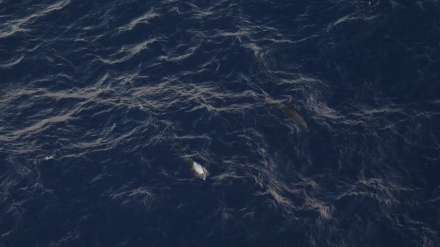 2 dolphins jumping out of water seen on Caribbean Sea during a cruise