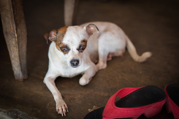 Close up view of a dog lying on the floor next to women's shoes. Portrait of a dog. Sad and expressive eyes of a dog.