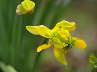 黄色いスイセンの蕾