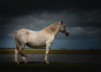 Horse on the Moors