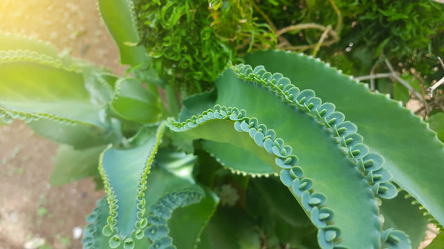 Bryophyllum pinnatum is a succulent plant originating from Madagascar. This plant is famous for its method of reproduction through leaf buds.