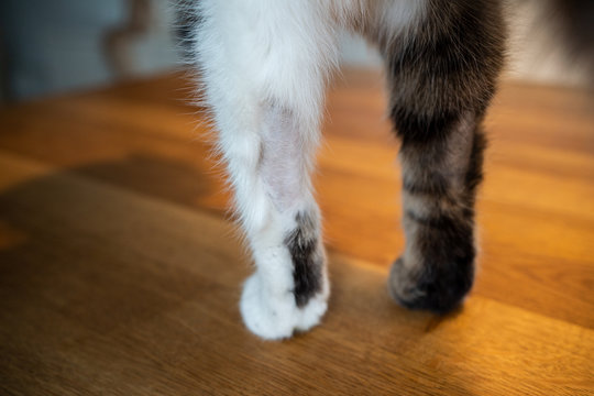 front legs and paws of a tabby white cat with bald spots caused by a stress symptome and mental illness