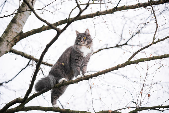 blue tabby maine coon cat climbing on branch of a  bare birch tree outdoors in nature during wintertime looking down
