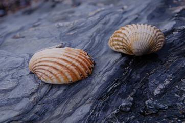 Sea Shells