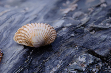 Obraz na płótnie Canvas Sea Shells