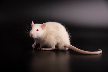 White rat on a black background