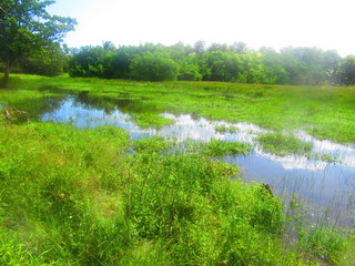 Les nuages se reflètent dans les champs inondé