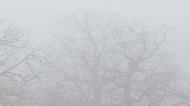 Oak trees silhouettes in winter gray foggy day. Misty landscape. Natural background