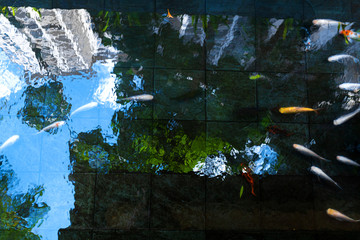 Live fish pond in a condo yard in Malaysia