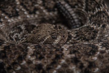 Rattlesnake staring