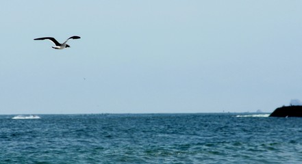 Fototapeta na wymiar gaviota en la playa