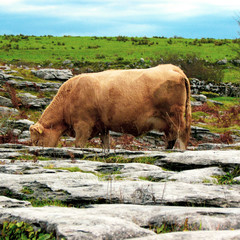 Cow in the Burren Ireland