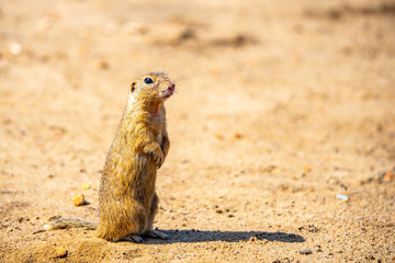 European ground squirrel, Spermophilus citellus, aka European souslik. Small cute rodent in natural habitat sitting on its hind legs