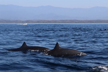 Fototapeta premium Group of two dolphins at the oaxacan pacific coast 