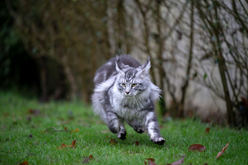 Naklejka na ściany i meble playful silver tabby maine coon cat playing outdoors in the back yard running on lawn at high speed