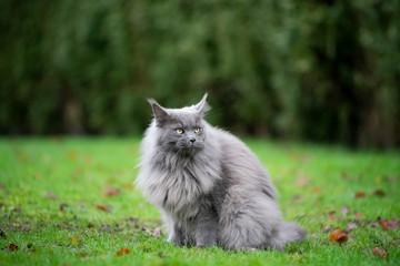 Naklejka na ściany i meble portrait of a blue maine coon cat sitting on lawn with autumn leaves outdoors in nature looking away