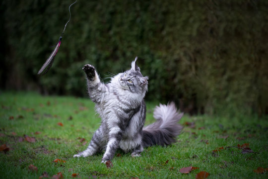 silver tabby maine coon cat outdoors in nature playing with feather toy raising paw trying to catch it on the lawn